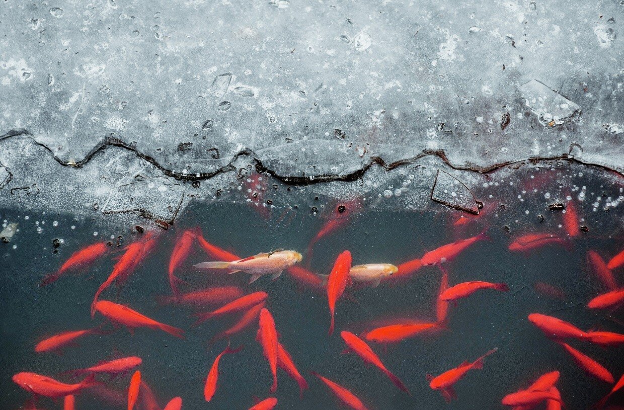 Teich im Winter Fische